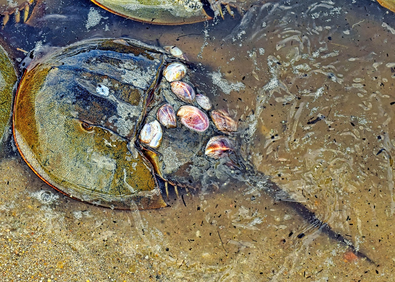 1. 🎬 Die Pfeilschwanzkrebse lebten in ihrer Höchstform vom Silur bis zum Jura. Sie sind älter als die Dinos. Vier Arten sind bis heute erhalten geblieben.