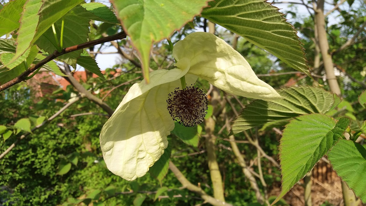 8. 🎬 Der Taubenbaum in voller Blüte von April bis Juni.