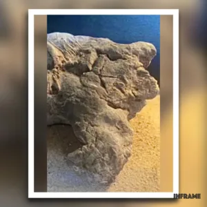 Das Hinterteil der Schildkröte.